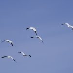 « If you let go a little, you will have little peace. If you let go a lot, you will have a lot of peace. If you let go completely, you will have complete peace. » Ajahn Chah